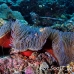 anemonefish_pink_er_h_0705_png1095.jpg